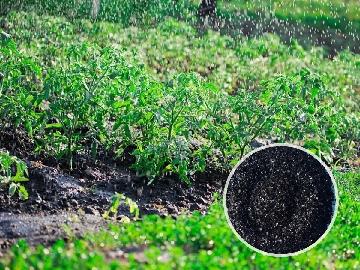 Производство удобрений на основе гуминовых кислот – новая эра охраны окружающей среды